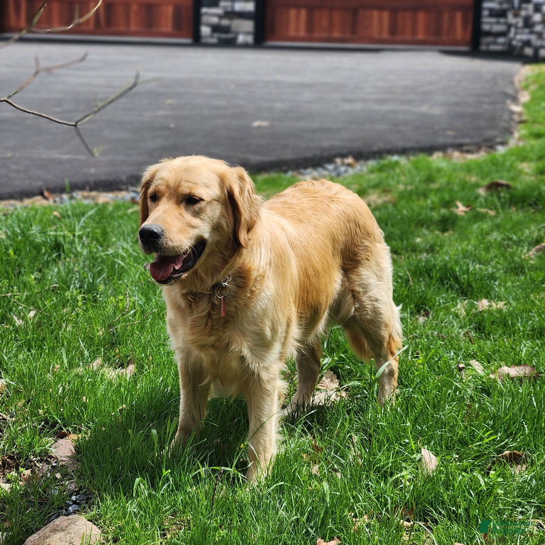 Golden Retriever dogs for sale: Chase - Ad 8
