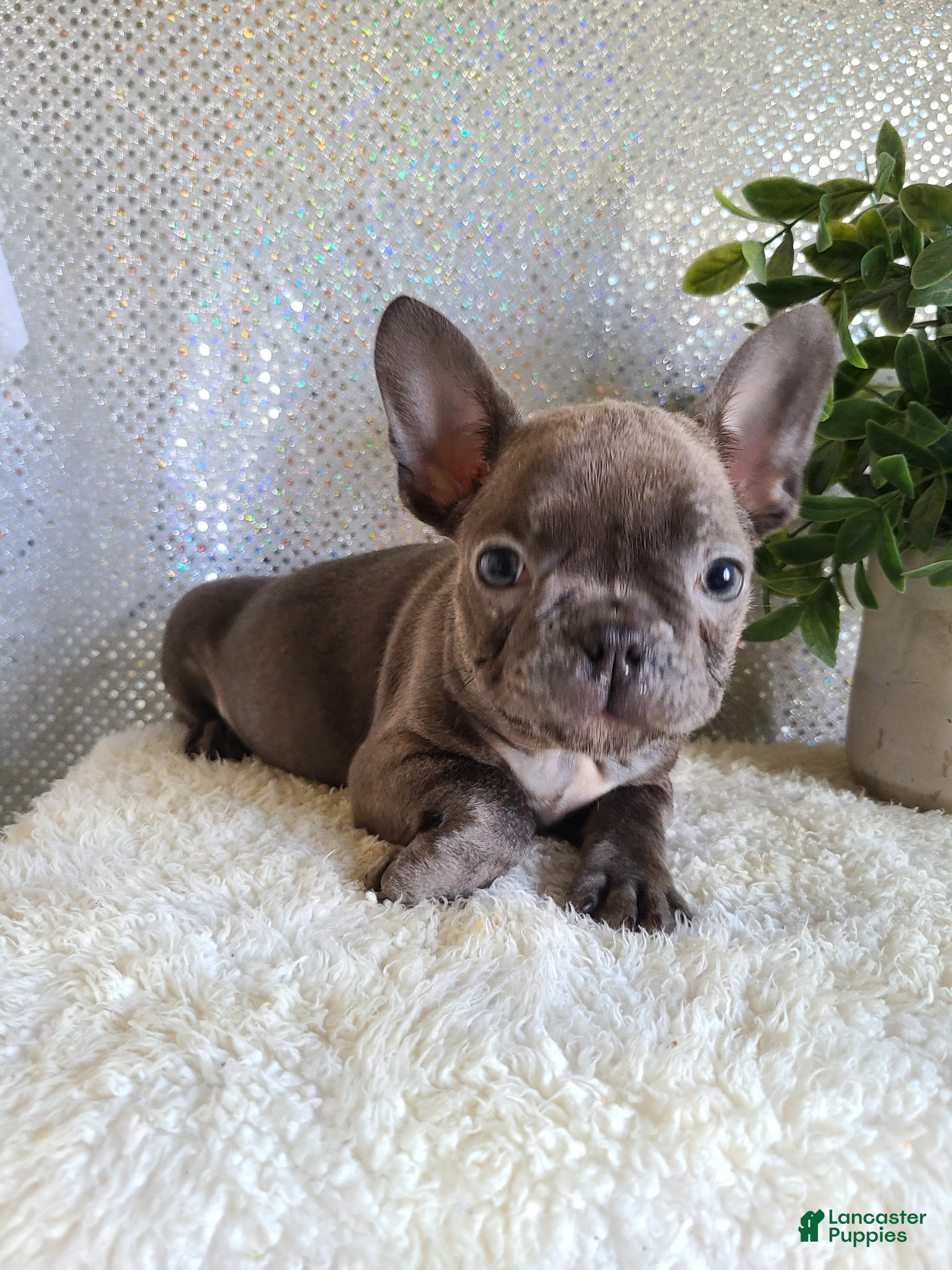 Frenchton dogs for sale: Jace - Ad 1