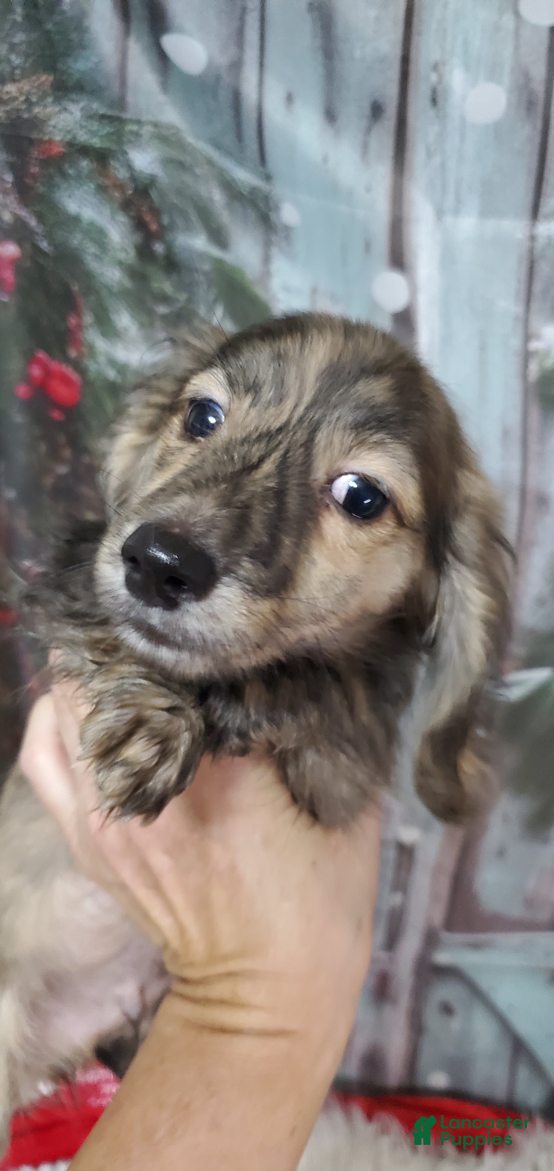 Miniature Dachshund dogs Cooper - Ad 14