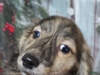 Miniature Dachshund dogs Cooper - Ad 14