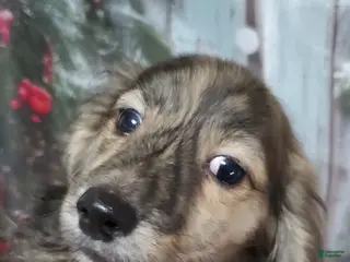 Miniature Dachshund dogs Cooper - Ad 7