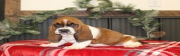 Basset Hound dogs for sale: Casey - Ad 1