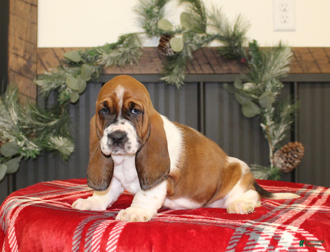 Basset Hound dogs for sale: Casey - Ad 1
