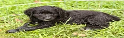 Bernedoodle dogs for sale: Yellow Daisy - Ad 3