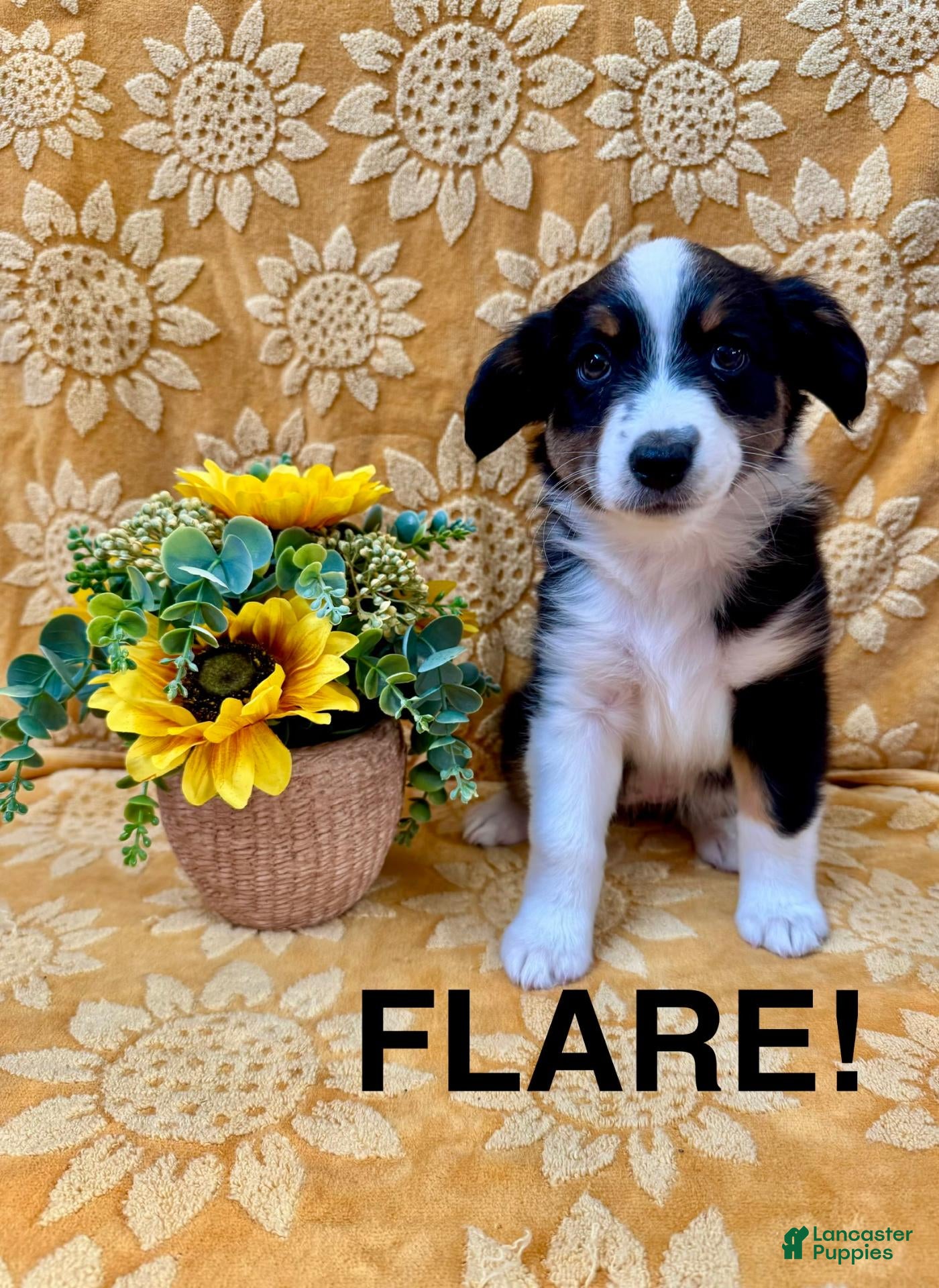 Miniature Australian Shepherd dogs Miniature Australian Shepherd 7 - Ad 1