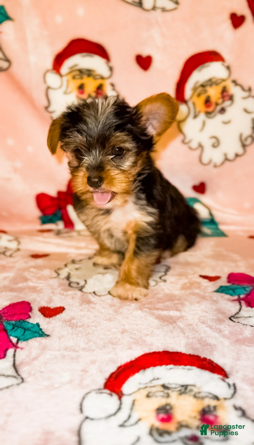 Yorkshire Terrier dogs for sale: Stripe - Ad 2