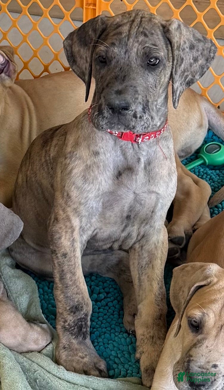 Great Dane dogs Red - Ad 33
