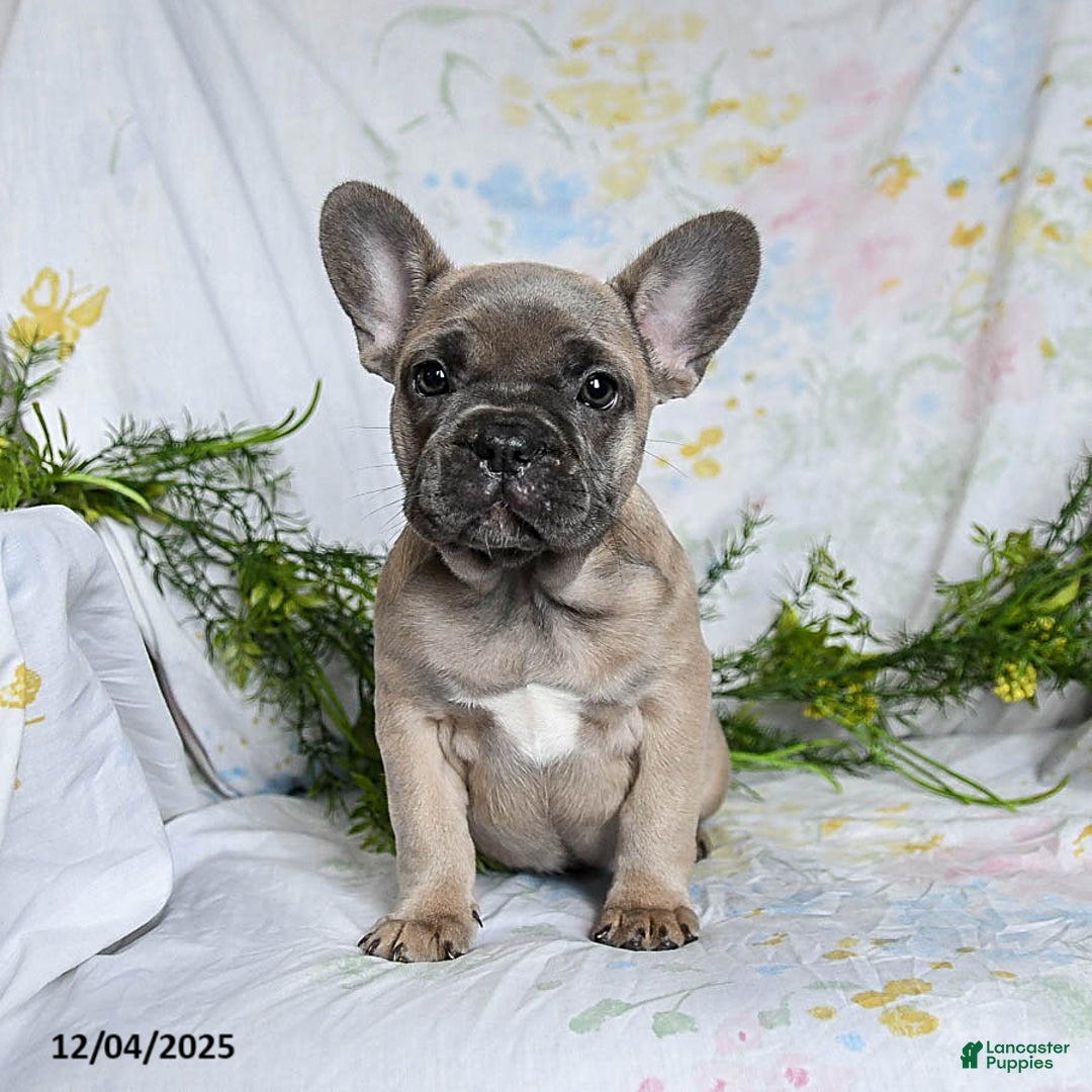 French Bulldog dogs for sale: Annie - Ad 3