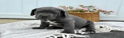 Cane Corso dogs for sale: Brute - Ad 9
