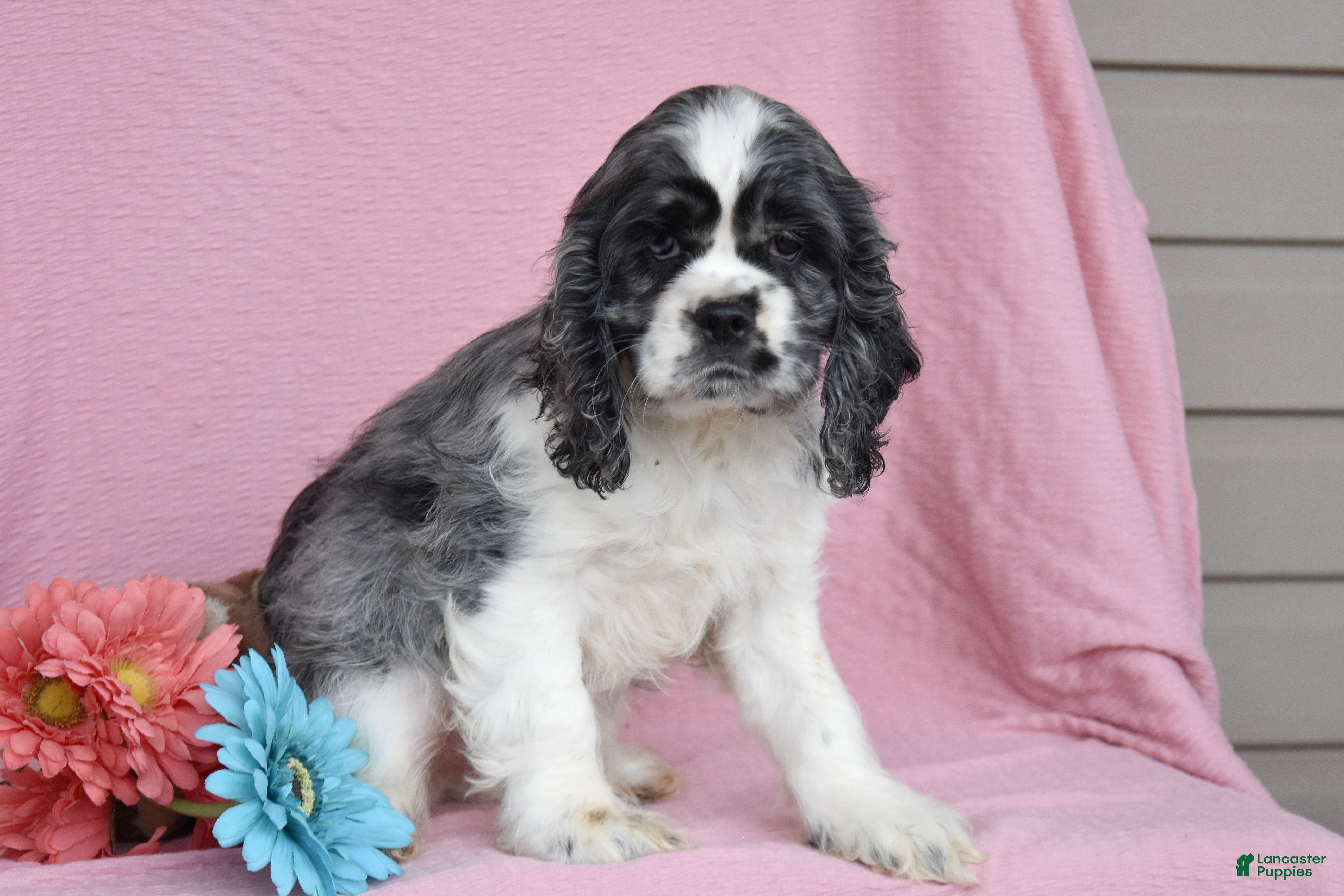 English Cocker Spaniel dogs Leslie - Ad 2