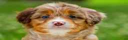 Mini Aussiedoodle dogs for sale: Goldie - Ad 3