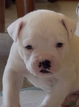 American Bulldog dogs Montana - Ad 2