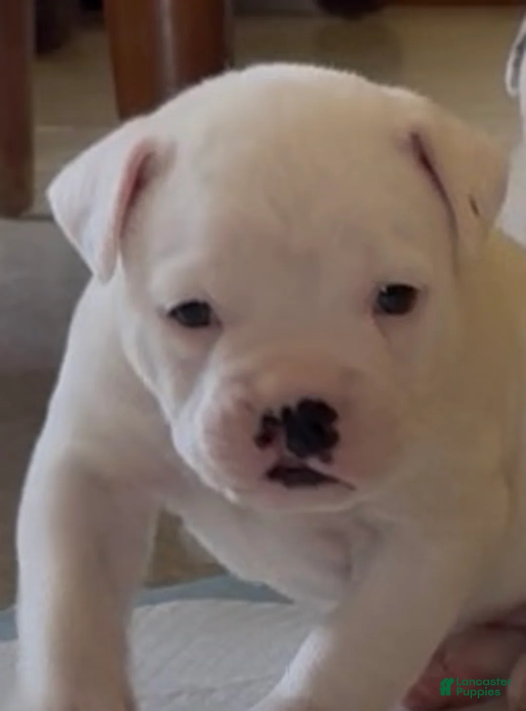 American Bulldog dogs for sale: Montana - Ad 2