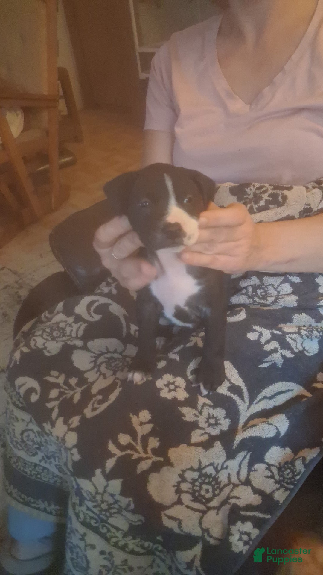 Mixed Breed dogs Female puppy 2 - Ad 1