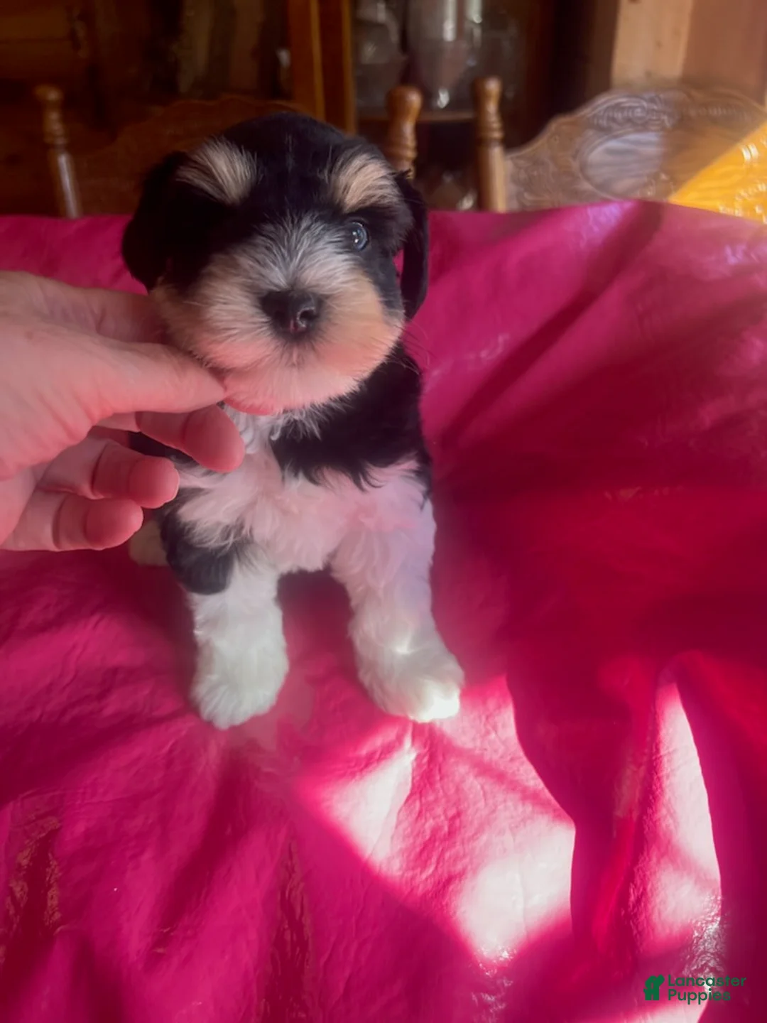 Miniature Schnauzer dogs for sale: Lily (Double blue eyes, tri-coloured) - Ad 1