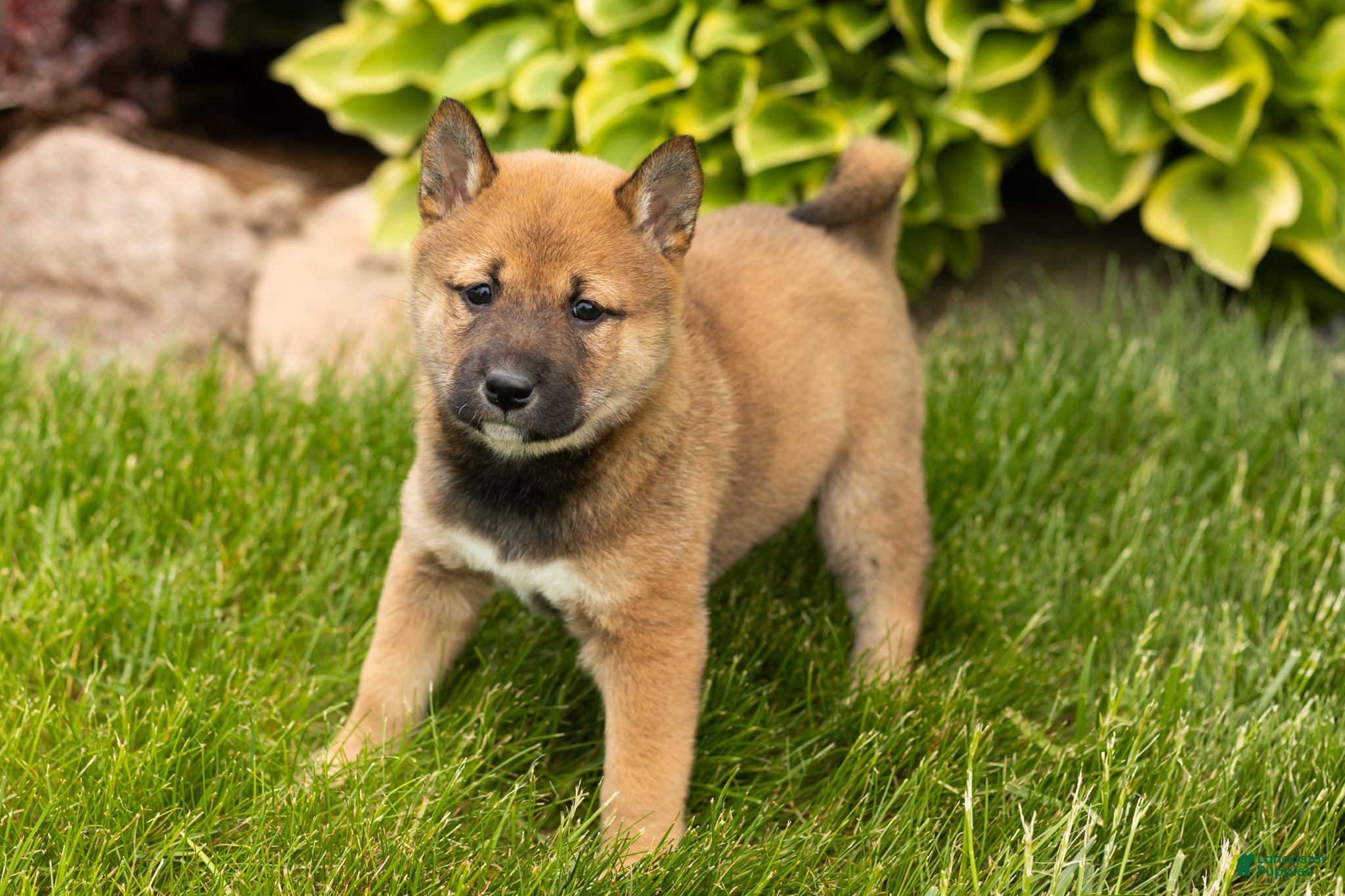 Shiba Inu dogs Jocelyn  - Ad 42