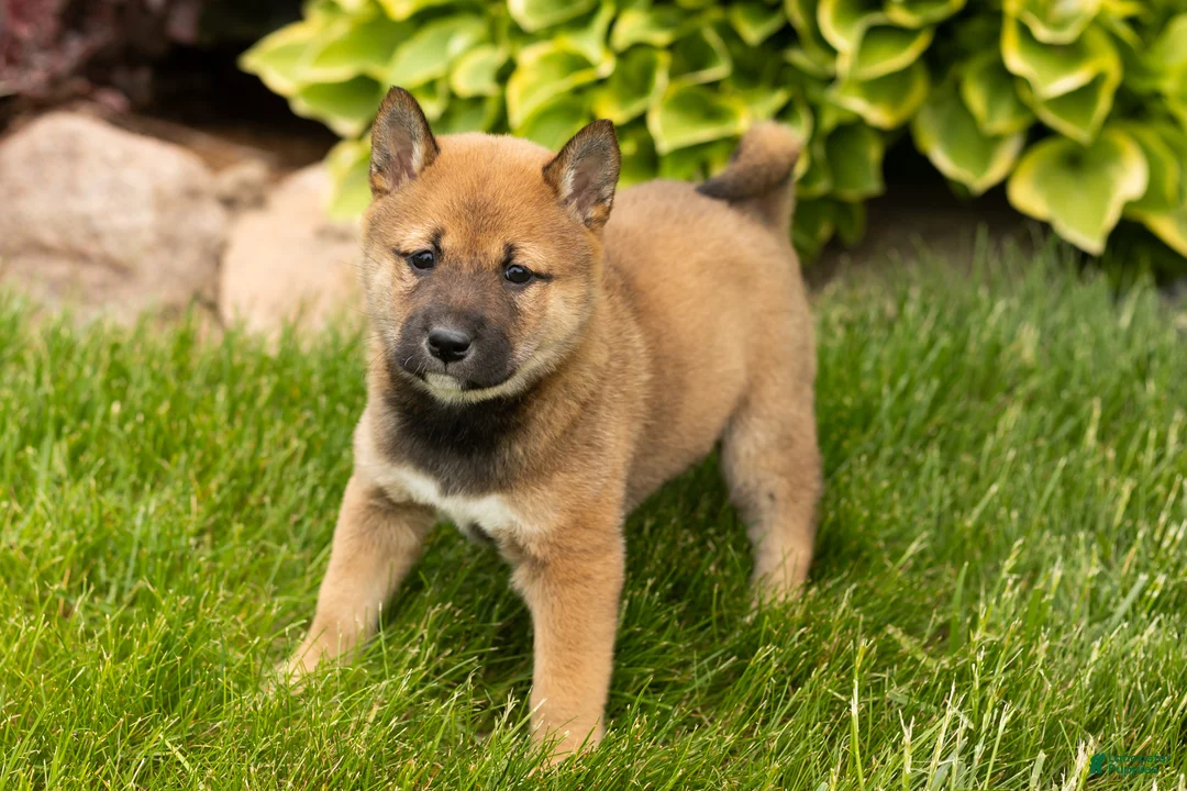 Shiba Inu dogs for sale: Jocelyn  - Ad 1