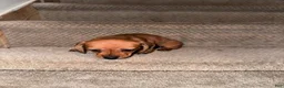 Miniature Dachshund dogs for sale: Coco - Ad 4