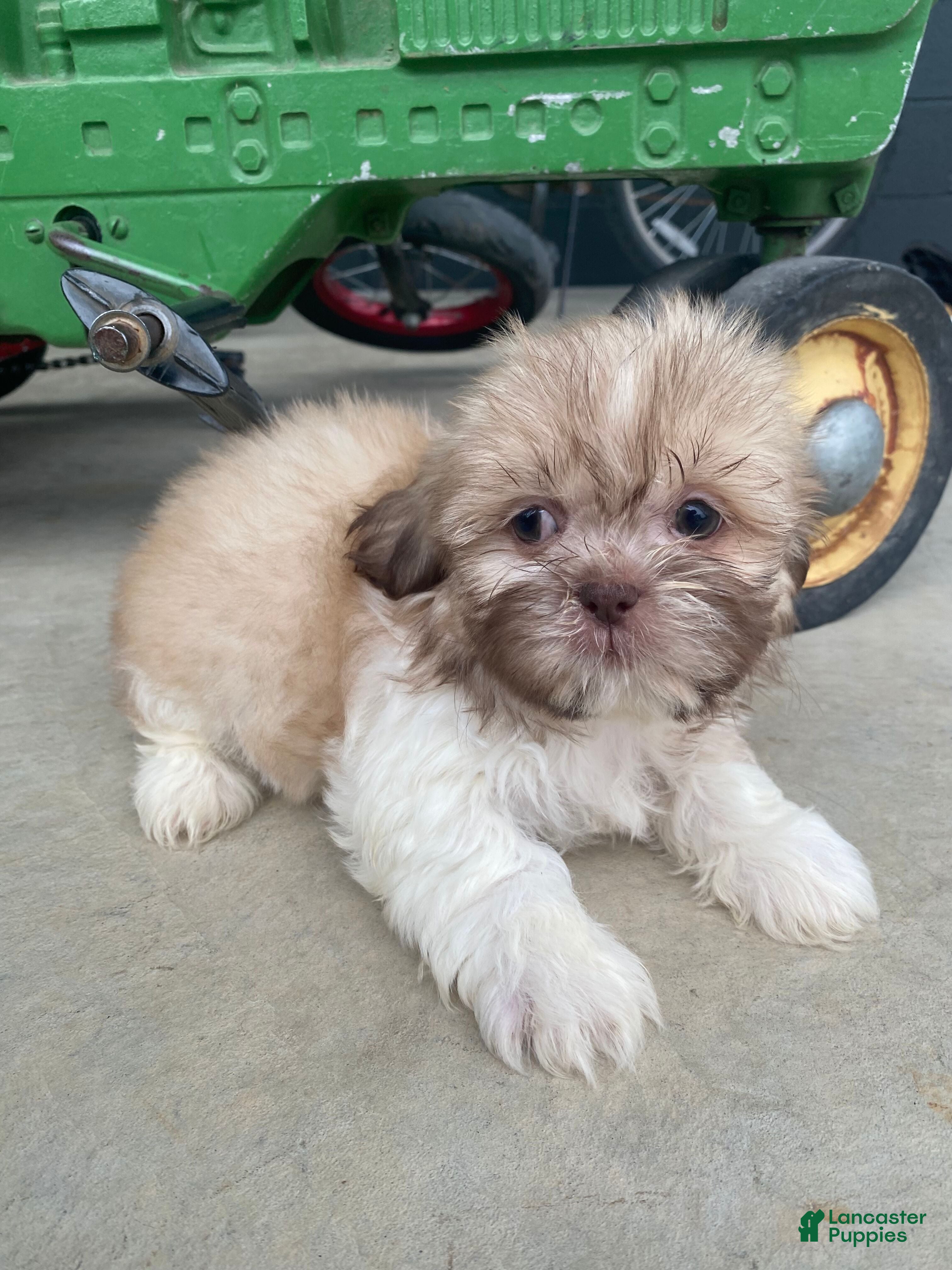 Shih Tzu dogs Ellie - Ad 2