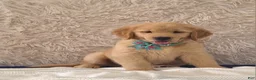 Golden Retriever dogs for sale: Matthew - Ad 3