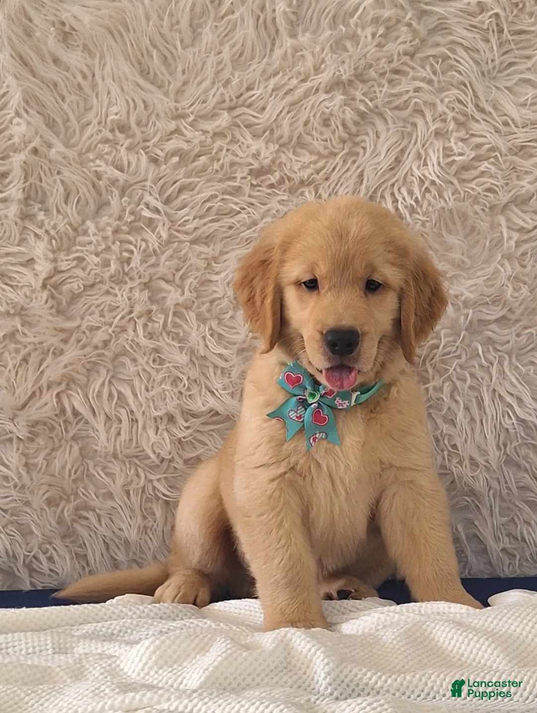 Golden Retriever dogs for sale: Matthew - Ad 3