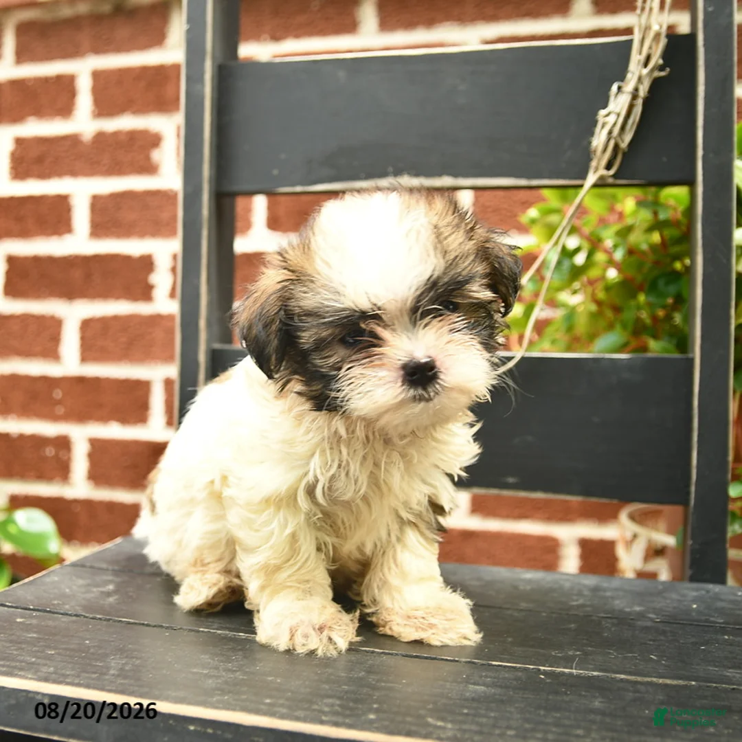 Malshi dogs for sale: Charlie  - Ad 3