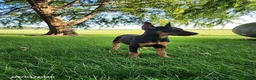 Doberman Pinscher dogs for sale: Kenzie - Ad 3