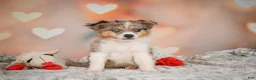 Miniature Australian Shepherd dogs for sale: Alex - Ad 4