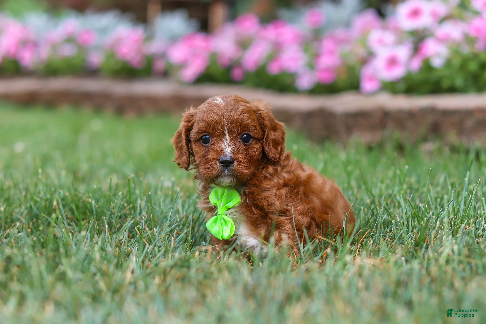 Cavapoo dogs Bodie - Ad 2