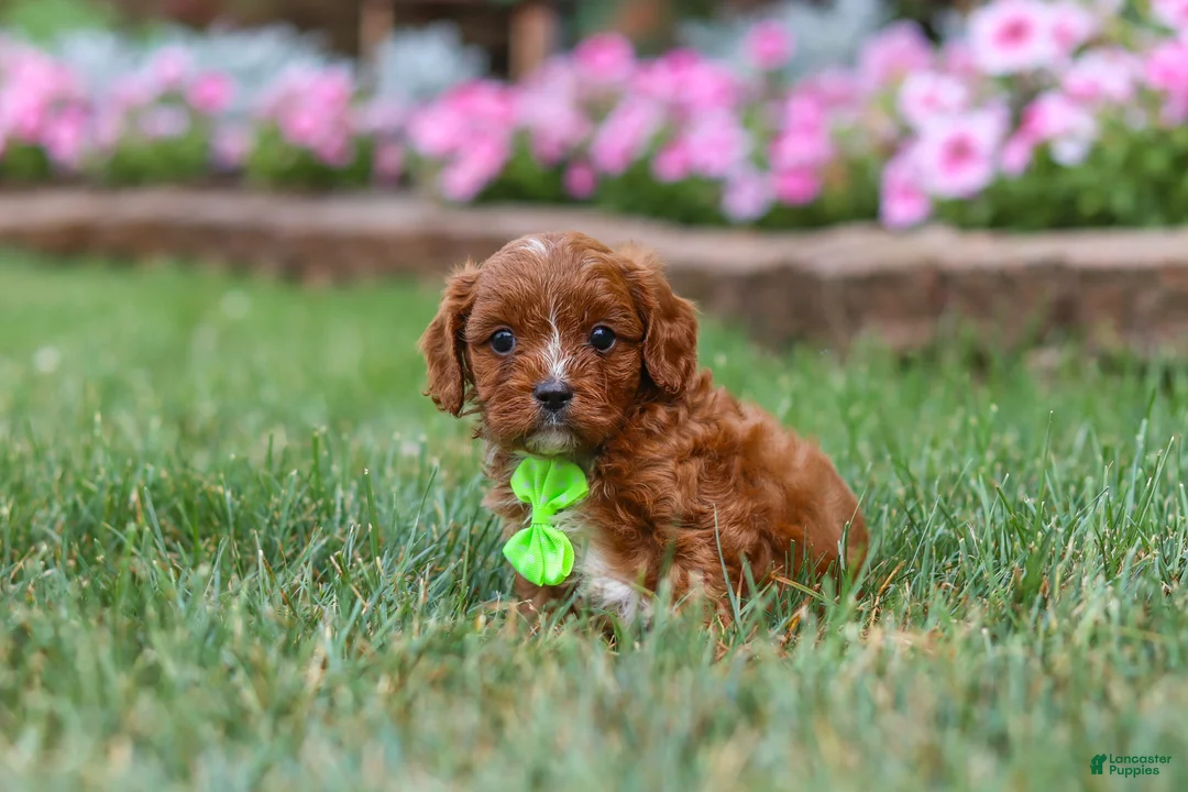 Cavapoo dogs for sale: Bodie - Ad 2