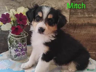 Miniature Australian Shepherd dogs for sale: Mitch - Ad 2