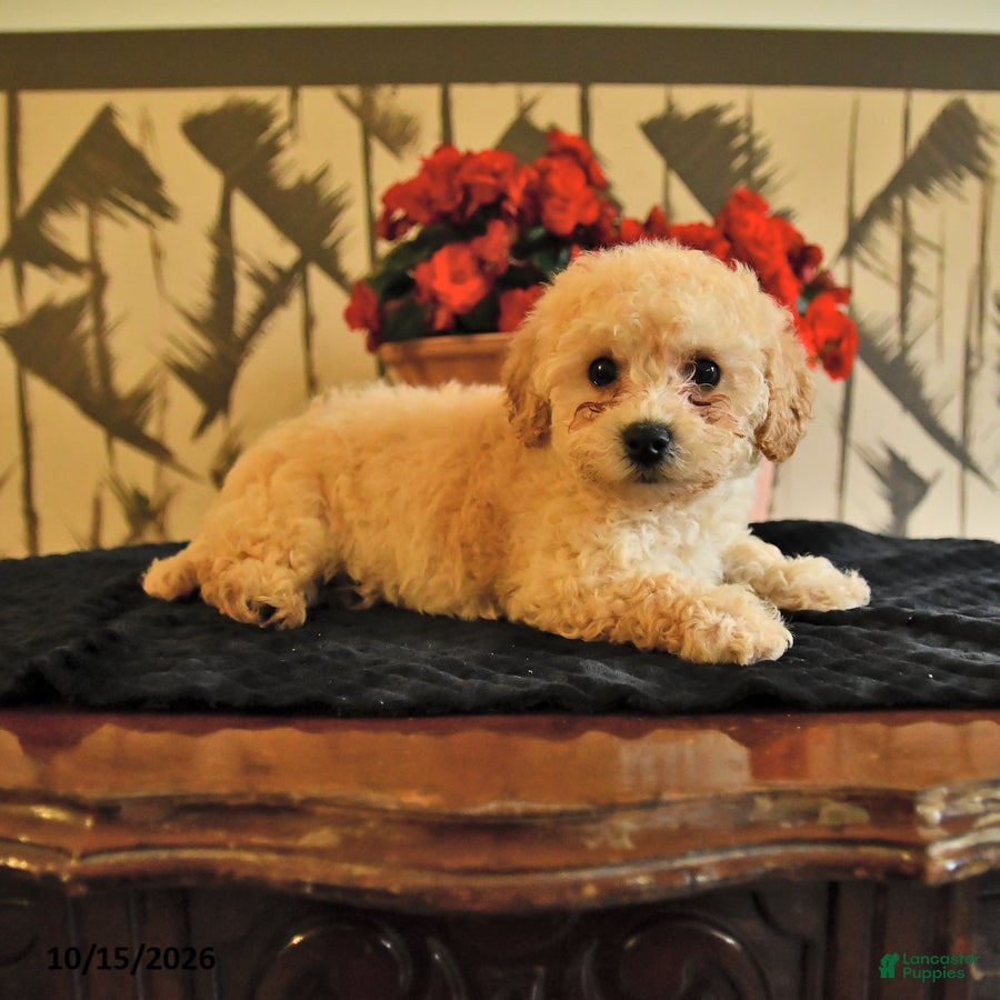 Bichpoo dogs Kayla - Ad 2