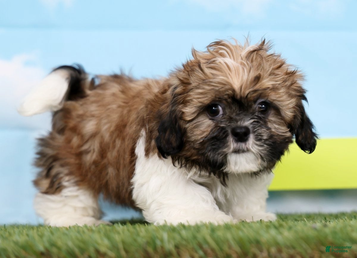Shih Tzu dogs Sammy - Ad 2