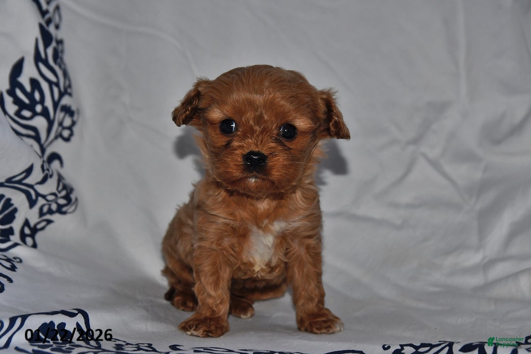 Cavapoo dogs for sale: Rylan - Ad 1