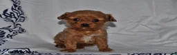 Cavapoo dogs for sale: Rylan - Ad 1