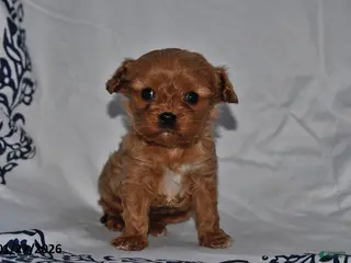 Cavapoo dogs Rylan - Ad 13