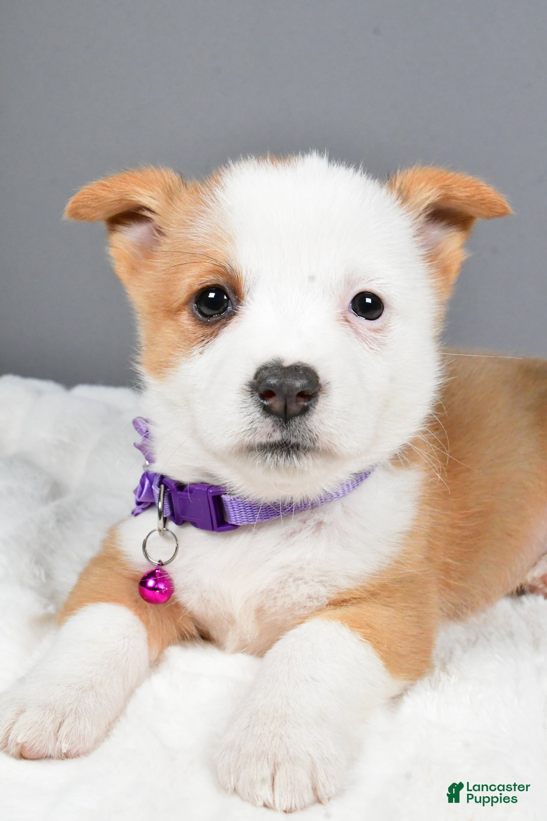 Welsh Corgi Pembroke dogs for sale: Beauty - Ad 5