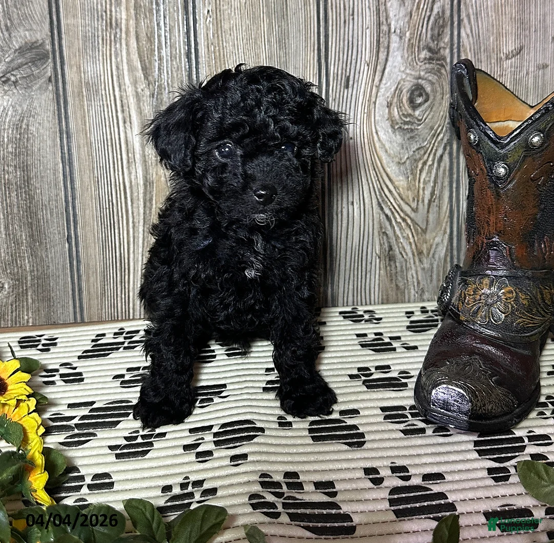Toy Poodle dogs for sale: Cody - Ad 1