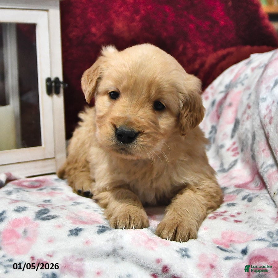 Goldendoodle dogs Barney - Ad 29
