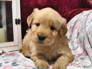 Goldendoodle dogs Barney - Ad 35