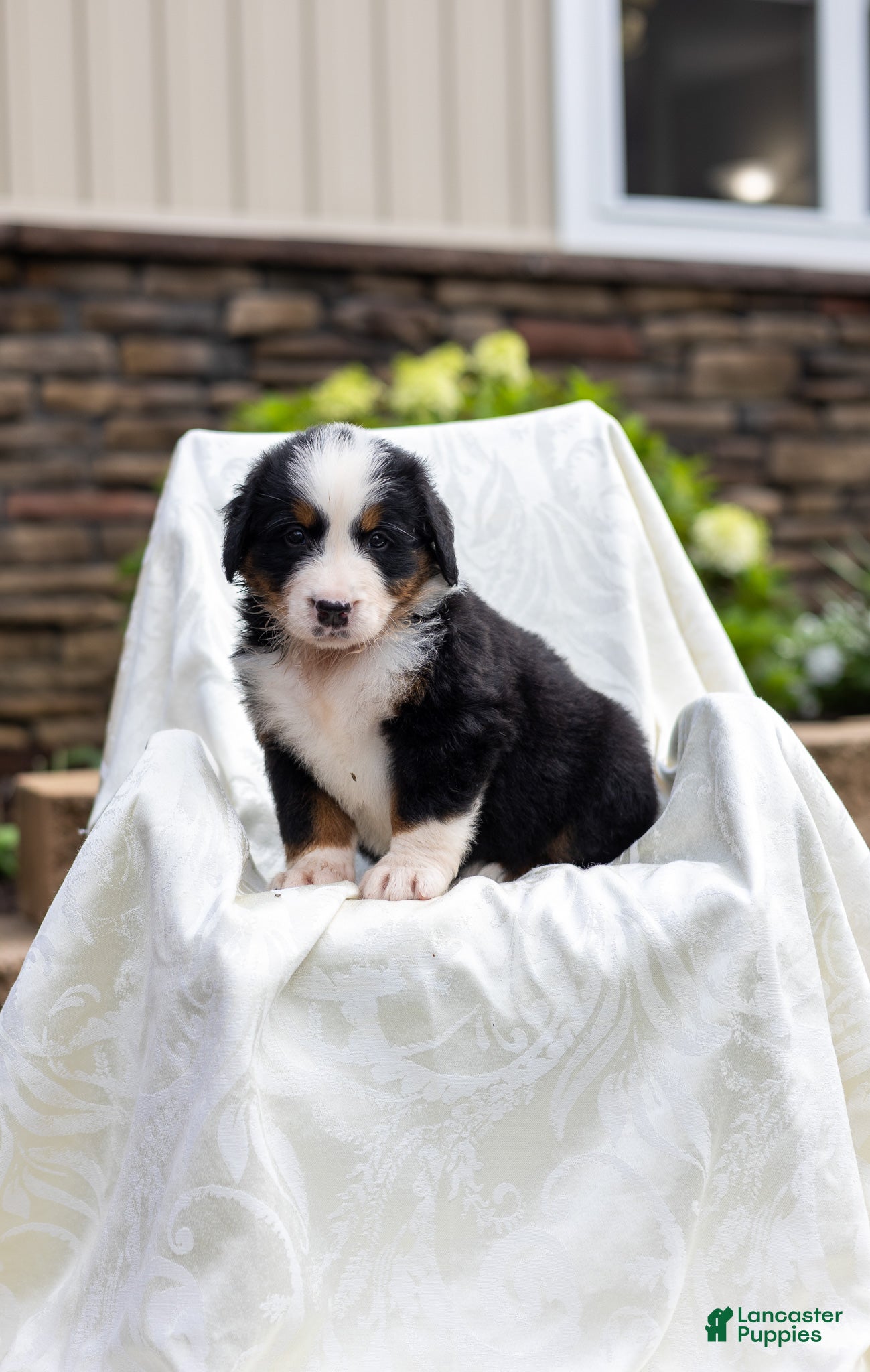 Bernese Mountain Dog dogs Rebel - Ad 1