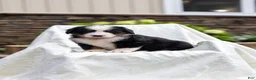 Bernese Mountain Dog dogs for sale: Rebel - Ad 1