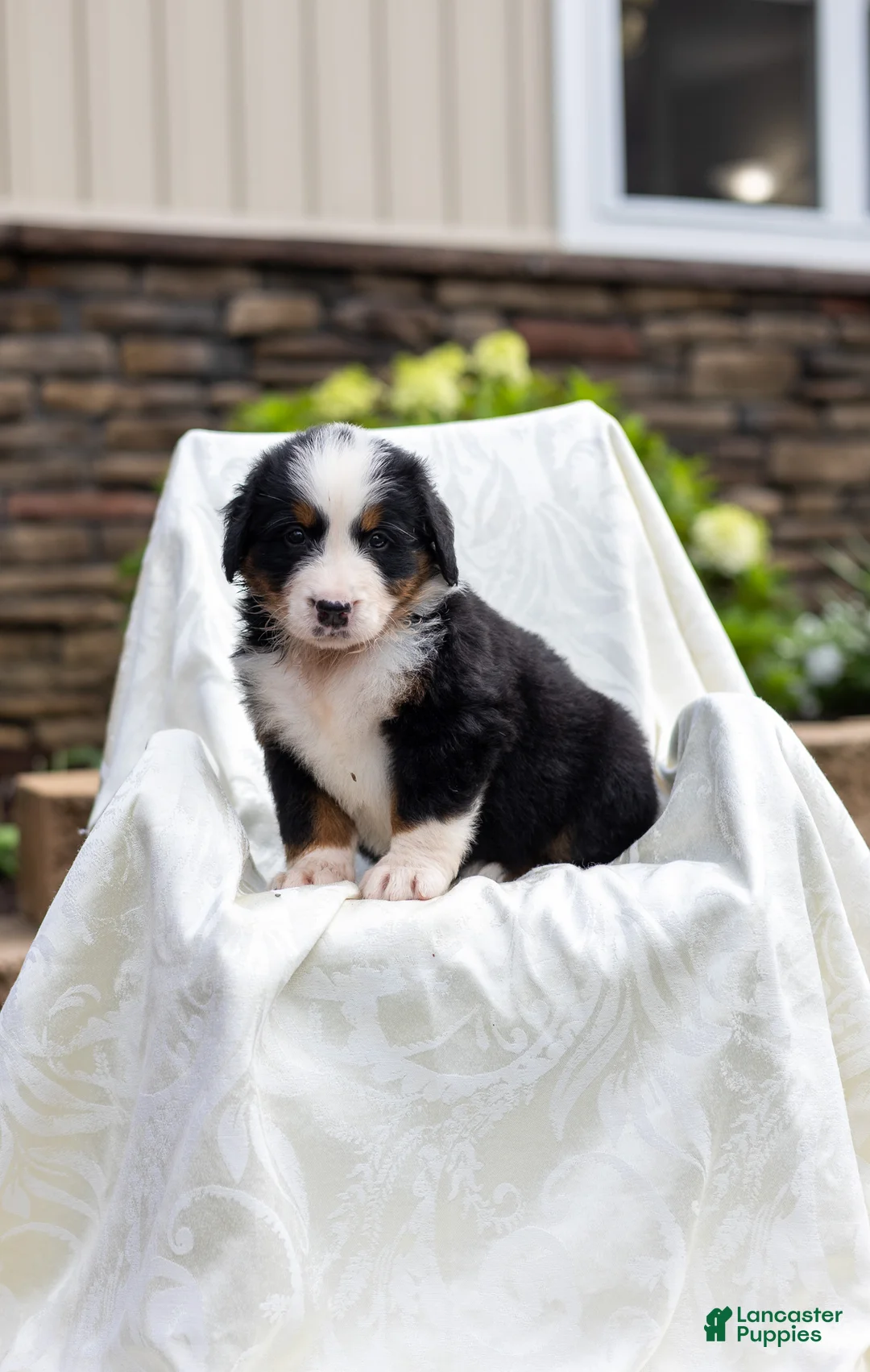 Bernese Mountain Dog dogs for sale: Rebel - Ad 1