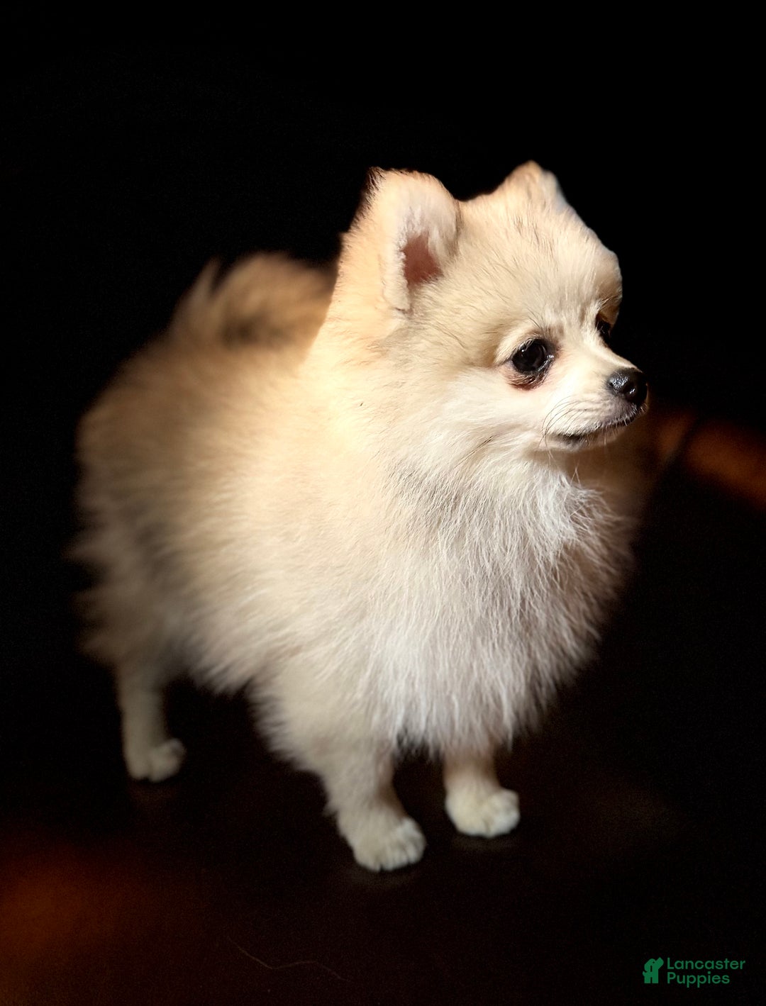Pomeranian dogs for sale: Sweet Cash - Ad 1