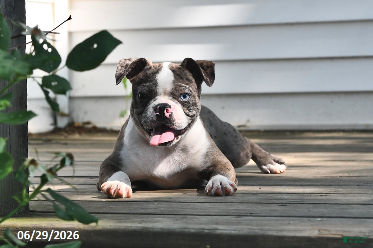 Boston Terrier dogs Brooklyn - Ad 2