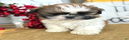 Shih Tzu dogs for sale: Patch - Ad 4