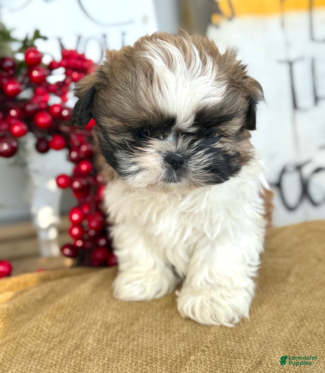 Shih Tzu dogs for sale: Patch - Ad 4