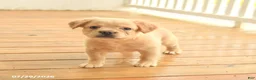 French Bulldog dogs for sale: Russelll - Ad 2