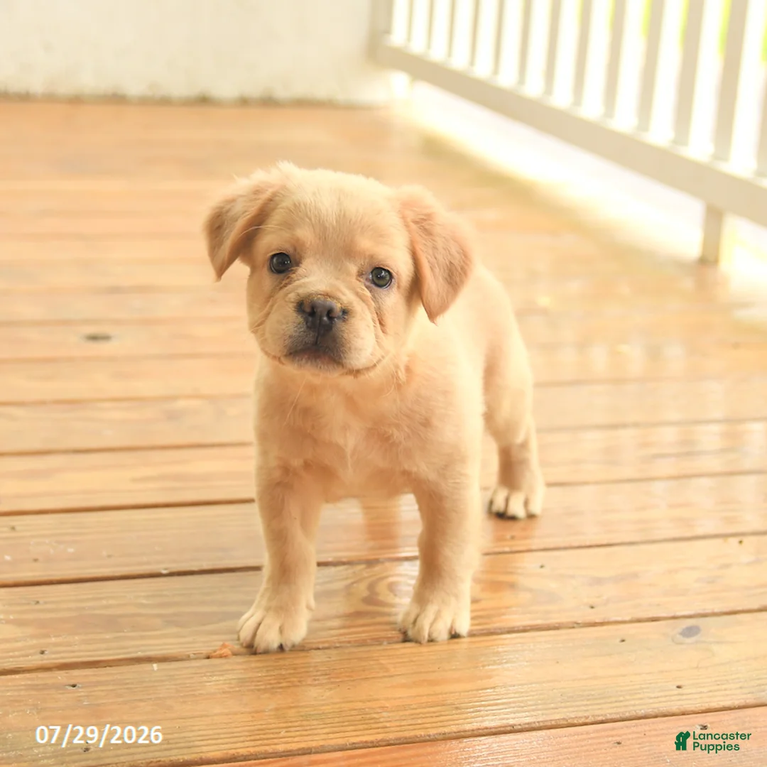 French Bulldog dogs for sale: Russelll - Ad 2