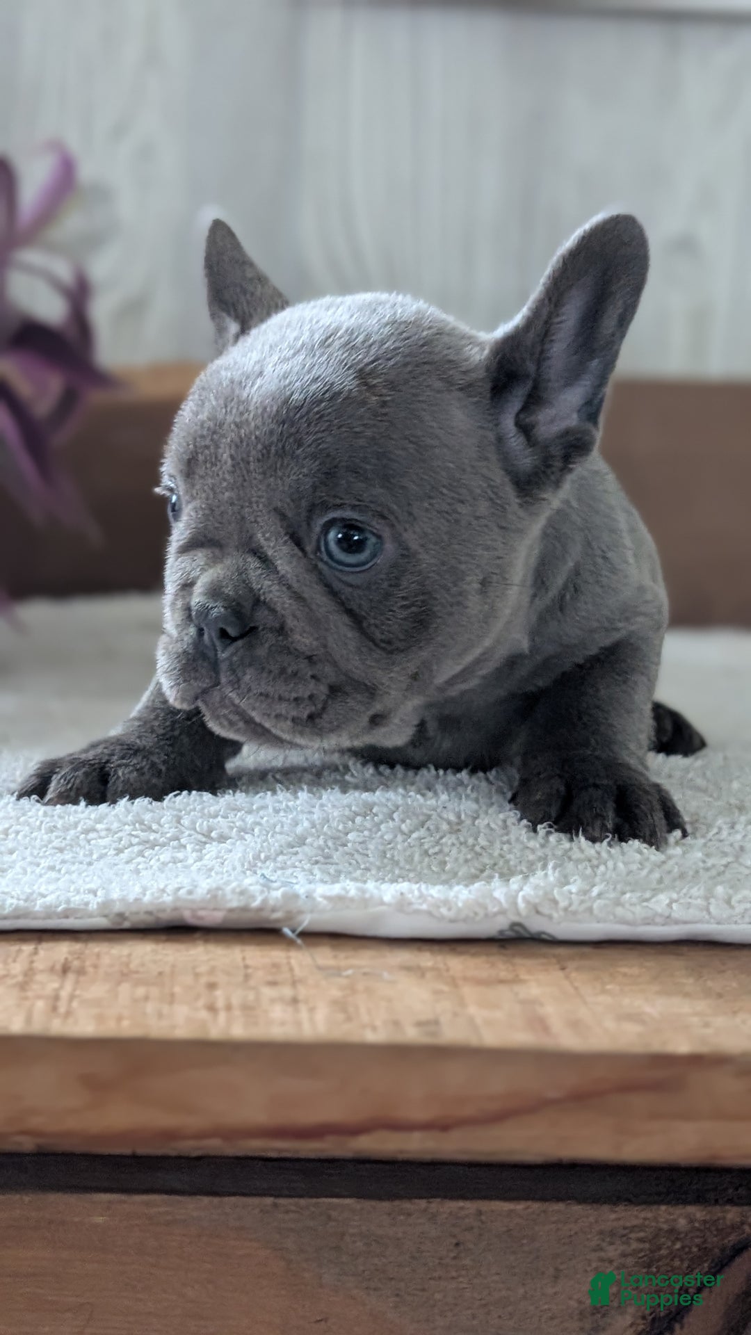 French Bulldog dogs for sale: Nala - Ad 9